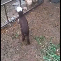 بره شیری یک هفته ای