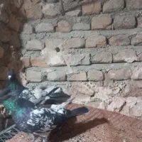 کبوتر  کله و کله دم|پرنده|گالیکش, |دیوار