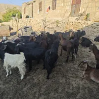فروش بز آبستن جوان|حیوانات مزرعه|مارگون, |دیوار