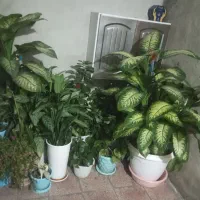 گل خانگی|گل و گیاه طبیعی|خاوه, |دیوار