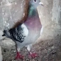 کبوتر