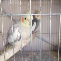 سرلاکی لوتینو و عروس مولد 1.700|پرنده|قیدار, |دیوار