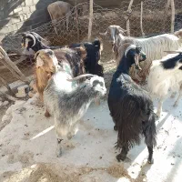 بز جوان آبستن سه ماهه|حیوانات مزرعه|دهدشت, |دیوار