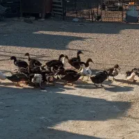 اردک اردک