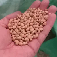 لوبیا آشی (ریزه)|خوردنی و آشامیدنی|دره شهر, |دیوار