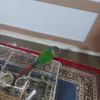 گرینچیک|پرنده|کرج, عظیمیه|دیوار