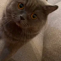 واگذاری گربه|گربه|نیشابور, دارایی|دیوار