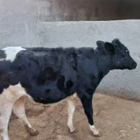 گوساله هلشتاین ماده.گاو