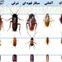 سمپاش ساس تخصصی تک مرحله گارانتی کتبی سم پاشی سوسک|خدمات نظافت|تهران, نیروی هوایی (پیروزی)|دیوار