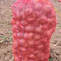 بارگیری پیاز توسط. نیروی  انسانی
