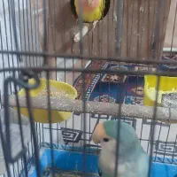 طوطی برزیلی (اوپال)|پرنده|شهریار, کردزار|دیوار