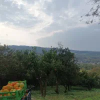 فروش-فوری-توافقی-باغ-مرکبات-روستای-زیبای-شهرودکلا