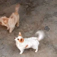 با سلام از برنامه دیوار|سگ|چناران, |دیوار