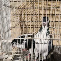 کفتر|پرنده|گلبهار, شهر جدید گلبهار|دیوار