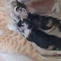 گربه اهلی با ۵ عدد بچه هاش