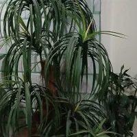 درختچه|گل مصنوعی|کرمانشاه, |دیوار