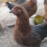 مرغ جوان تخمگذار سه عدد