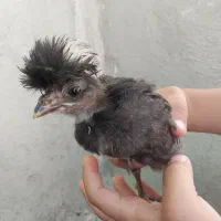 جوجه سه ماهه کلاه دار