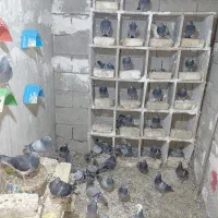 کفتر پلاکی