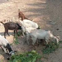 سه عدد کهر نر و سه عدد گیسه ویک عدد بز آبستن|حیوانات مزرعه|بندرعباس, |دیوار