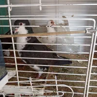 کبوتر رنگه جفگاه