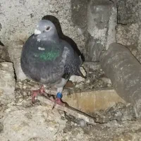 چن جفت کفتر بشرط پلاکی