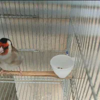 سهره دوساله دهن لر استاد