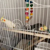 یه جفت عروس هلندی