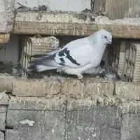 یک عددشامی نر