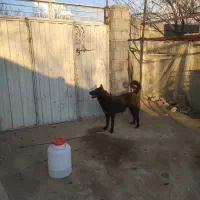 سگ گله ماده