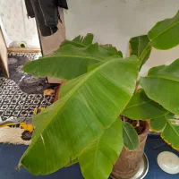 نهال موز|گل و گیاه طبیعی|قوچان, |دیوار