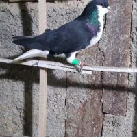 خوشرنگ سیاه نر ،پرنده شلاقی،معاوضه ندارم