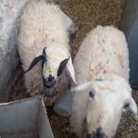 فروش گوساله ماده سرحال وگوسفند|حیوانات مزرعه|زرند, |دیوار