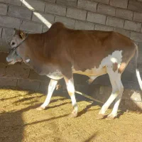 دو عدد گوساله نر