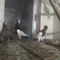 فروش چند جفت کبوتر قشنگ و سرحال