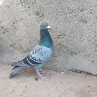 کفتر سار وپولکی قلدور نر|پرنده|مشهد, هفت تیر (نه دره)|دیوار