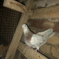 کفتر سرور