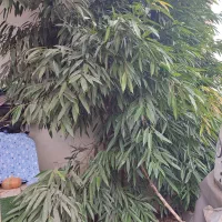 بنجامین آمستل 5 متری