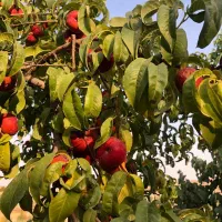 فروش باغ ویلا|فروش خانه و ویلا|بومهن, |دیوار