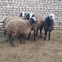 بهترین و زیباترین نژژاد بومی ایران|حیوانات مزرعه|آباده, |دیوار