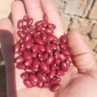 فروش حبوبات|خوردنی و آشامیدنی|رشت, پیرسرا|دیوار