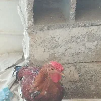 دو عدد خروس گلین|حیوانات مزرعه|شیراز, منطقه هوایی شهید دوران|دیوار