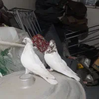 کفترنروماده عروسک|پرنده|قم, آزادگان|دیوار