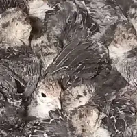 جوجه بوقلمون ۳۵ روزه