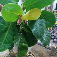 گل فیلودندرون|گل و گیاه طبیعی|الیگودرز, |دیوار