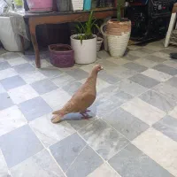 کبوتر .ساری شامی