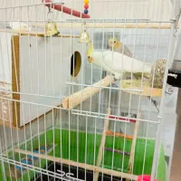 عروس هلندی جفت