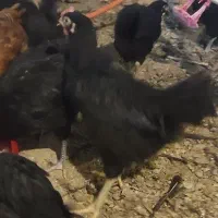 جوجه 110روزه گلپایگان مرغ خروس سیاه تاقچه جهادی|حیوانات مزرعه|مشهد, ویلاشهر|دیوار