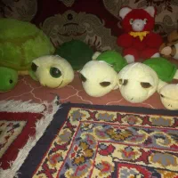 ۴۰ عدد عروسک بزرگ و کوچک همه نونو|اسباببازی بچه|مشکیندشت, |دیوار