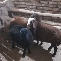 گوسفند قوچ|حیوانات مزرعه|سربند, |دیوار